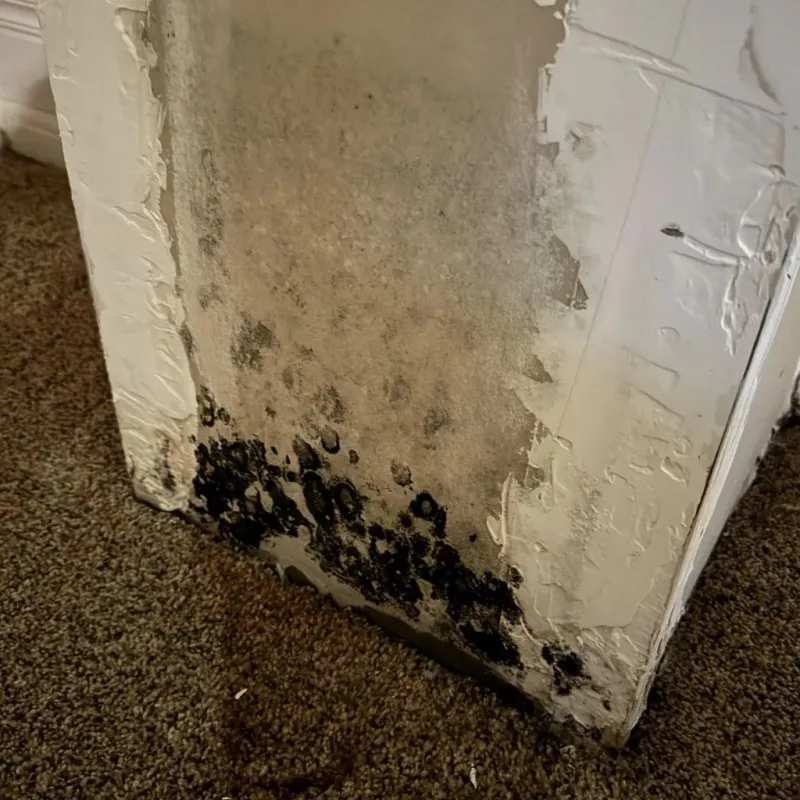 Professional Mold Removal in Shenandoah, LA